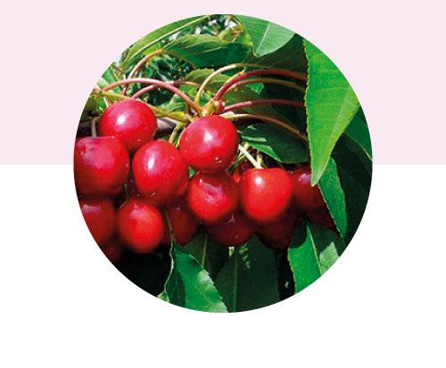Cereza variedad Pacific Red